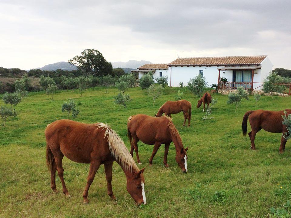 Agriturismo Mieleamaro Olbia Exterior photo